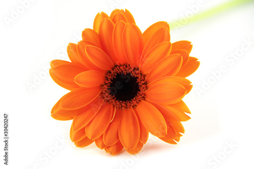 Gerbera