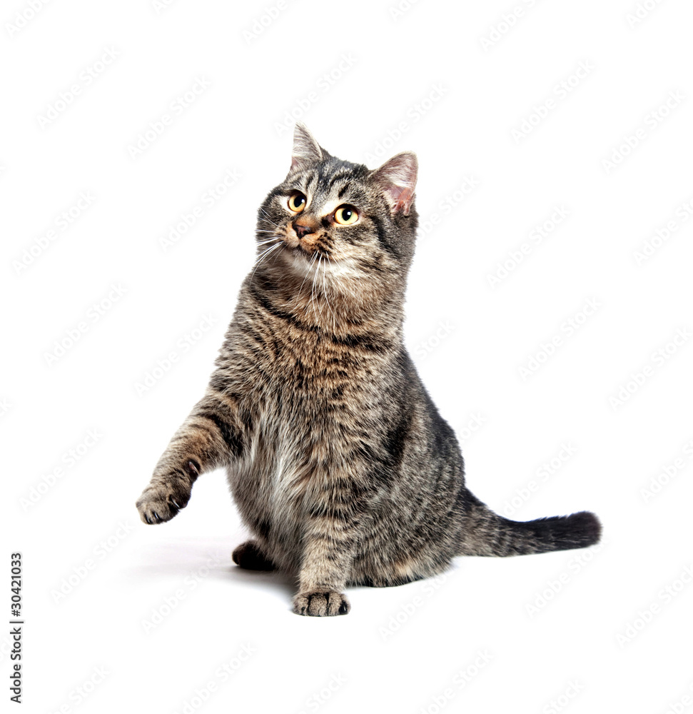 Fototapeta premium Tabby cat on white