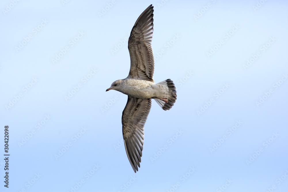 Obraz premium Herring gull in blue sky