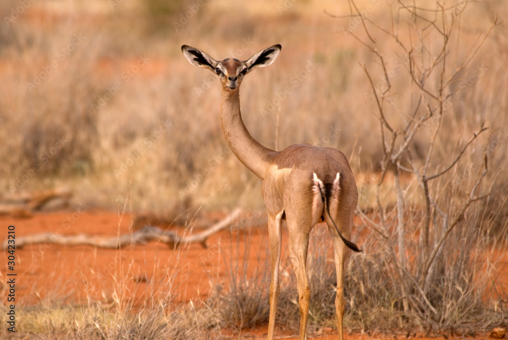 Naklejka premium Gerenuk, Tsavo East National Park