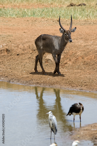 Waterbuck, Tsavo East National Park