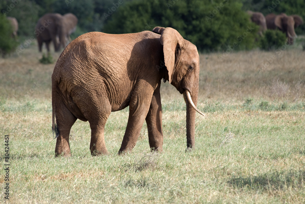 Obraz premium Elephant, Tsavo East National Park