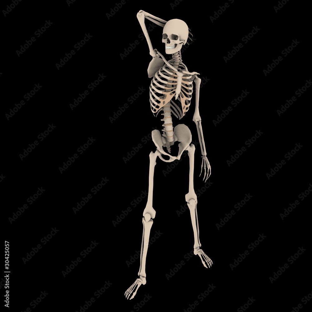skeleton1 skeleton1