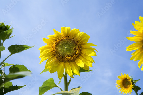 Ripe bright sunflowers grow...