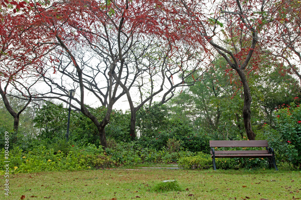 Bench in park with red flower tree