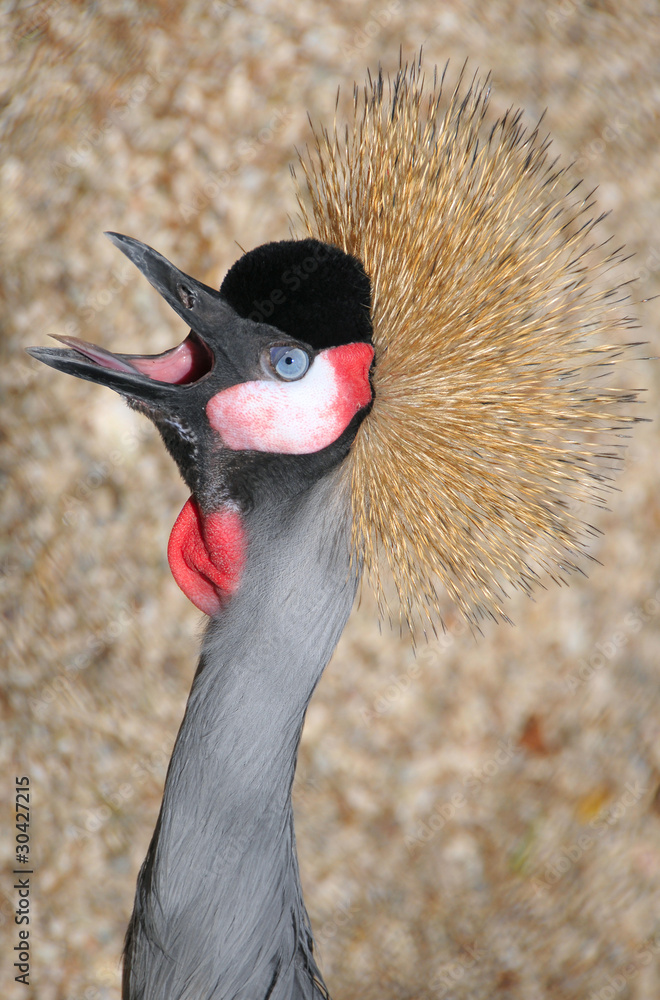 Fototapeta premium Black Crowned Crane (Balearica pavonina)