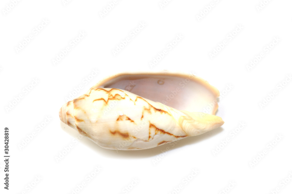 Muscheltiere Muscheltiere