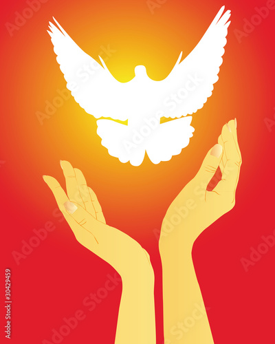 hands releasing a white dove