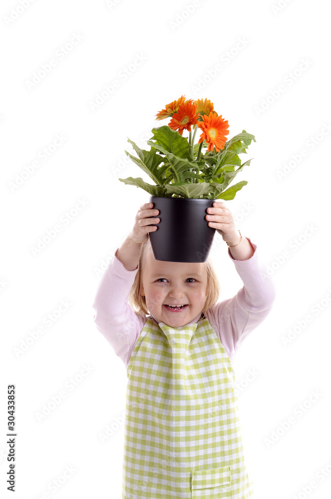 laughing little girl holding a pot with orange flowers (gerbera) laughing little girl holding a pot with orange flowers (gerbera)