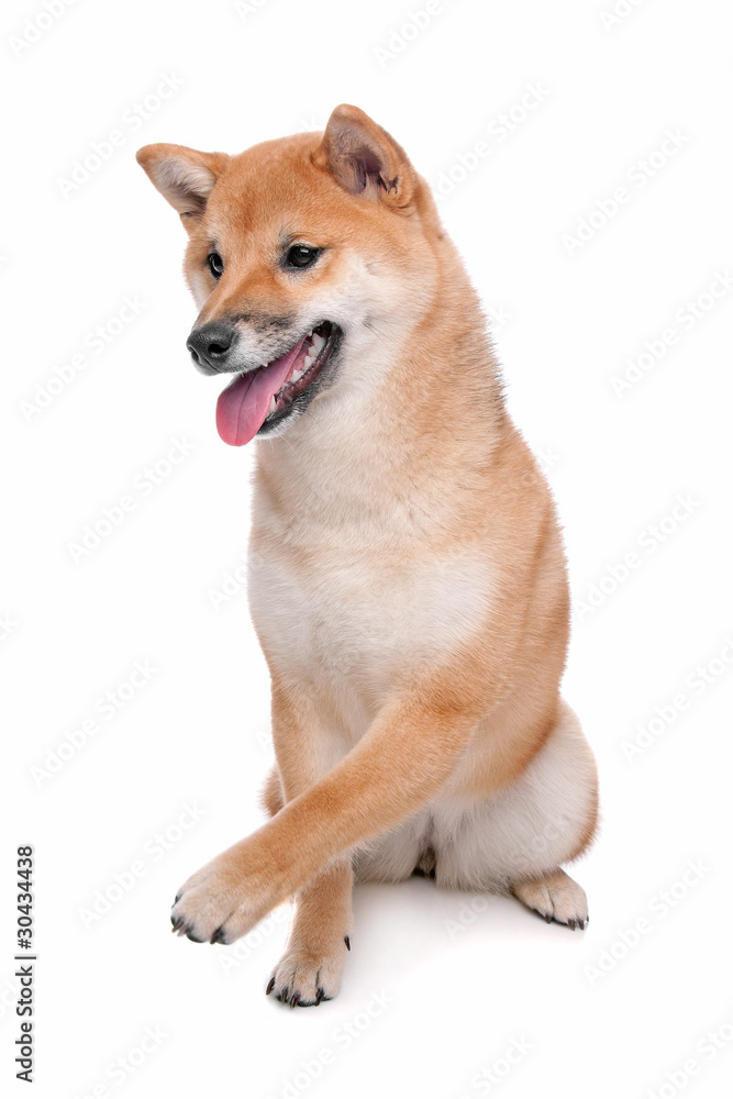 Shiba Inu dog in front of a white background Shiba Inu dog in front of a white background
