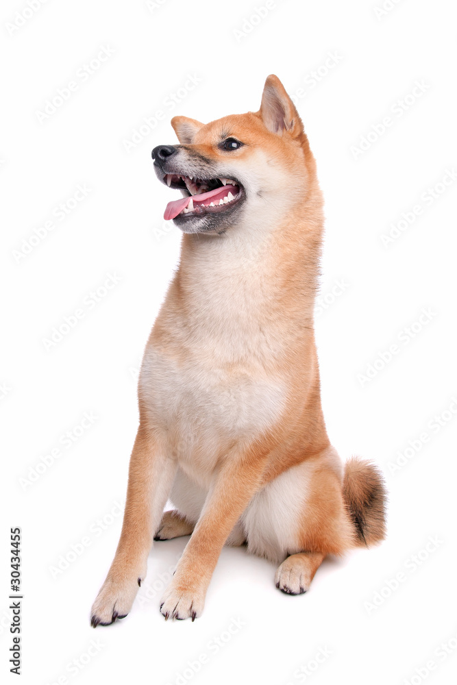 Shiba Inu dog in front of a white background