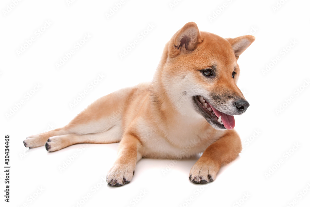 Shiba Inu dog in front of a white background