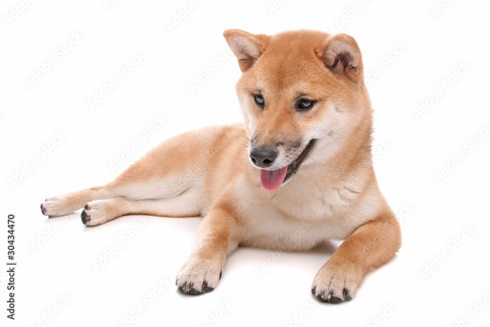 Shiba Inu dog in front of a white background