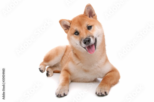Shiba Inu dog in front of a white background © Erik Lam
