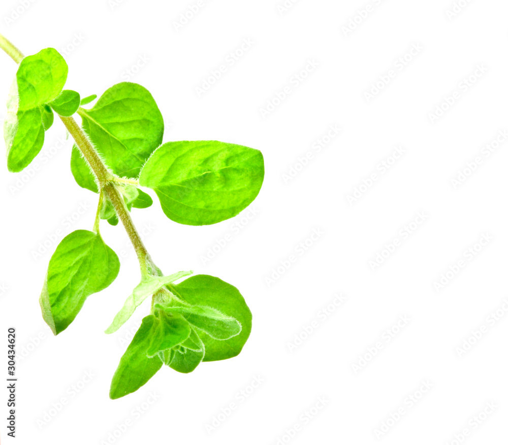 Gewuerze. Auf dem Kuchen-Tisch. Oregano Gewuerze. Auf dem Kuchen-Tisch. Oregano