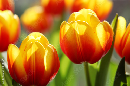 Fototapeta Naklejka Na Ścianę i Meble -  tulpen