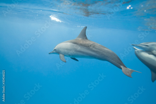 Swimming Spinner dolphins. © caan2gobelow