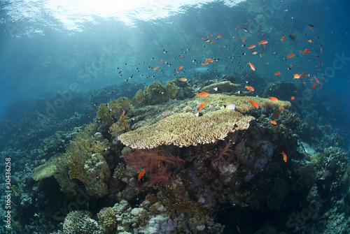 Fototapeta Naklejka Na Ścianę i Meble -  Pristine tropical table coral formation in natural light.
