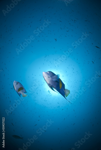 Two Arabian angelfish against sunball. Red Sea, Egypt.
