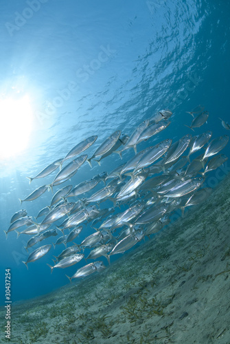 School of Spanish mackerel schooling in shallow water.