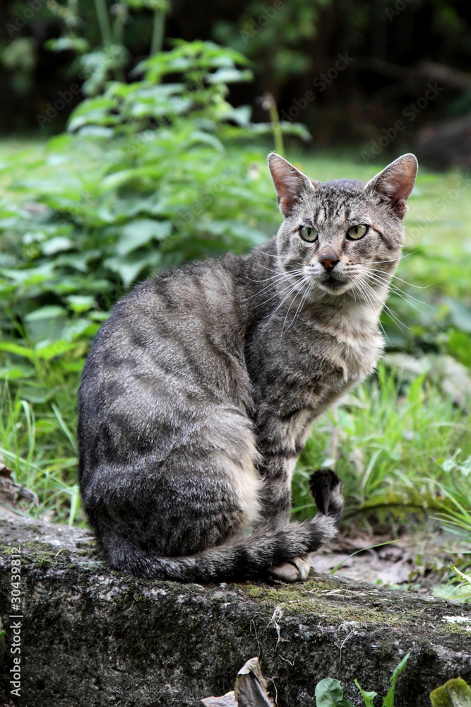 chat errant dans jardin