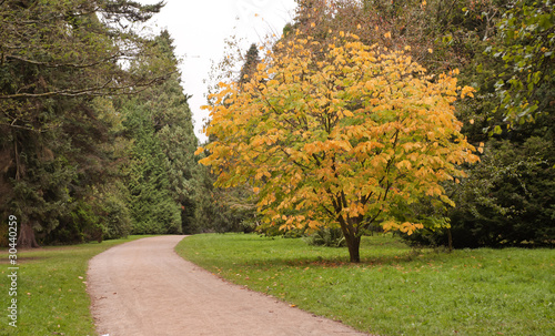 Trees in Autumn colours at Westonbirt Arboretum, UK photo