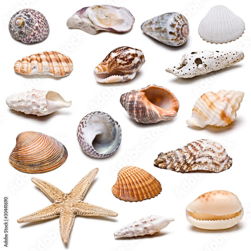Colección de conchas marinas.