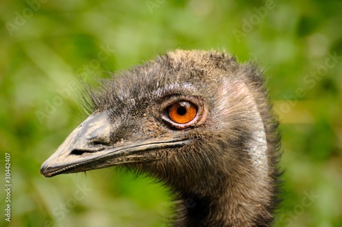 ostrich profile #30442407