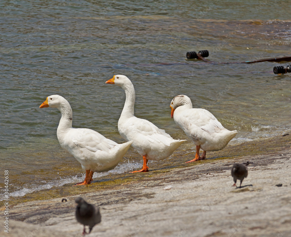 Ducks Ducks