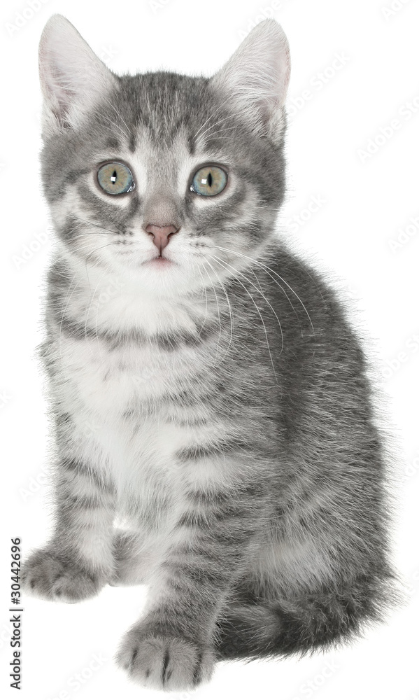 British kitten British kitten