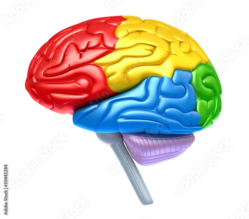 Photos Brain lobes in different colors isolated on white