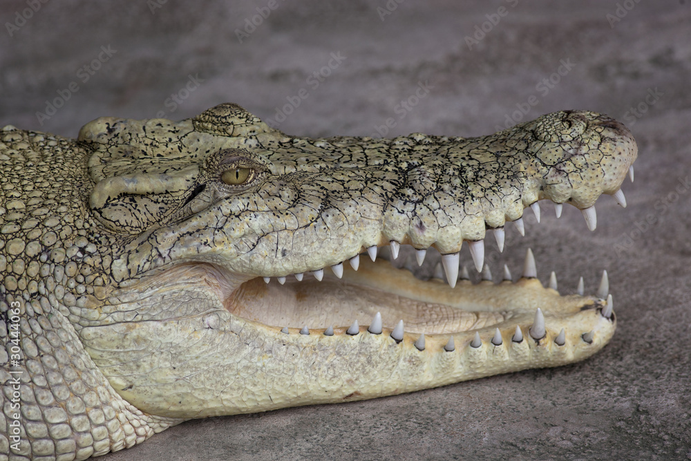 Obraz premium Leistenkrokodil