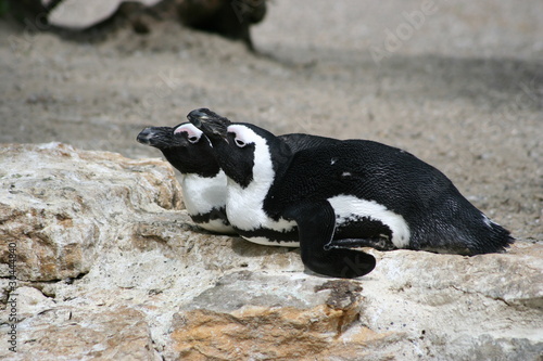 Brillenpinguine