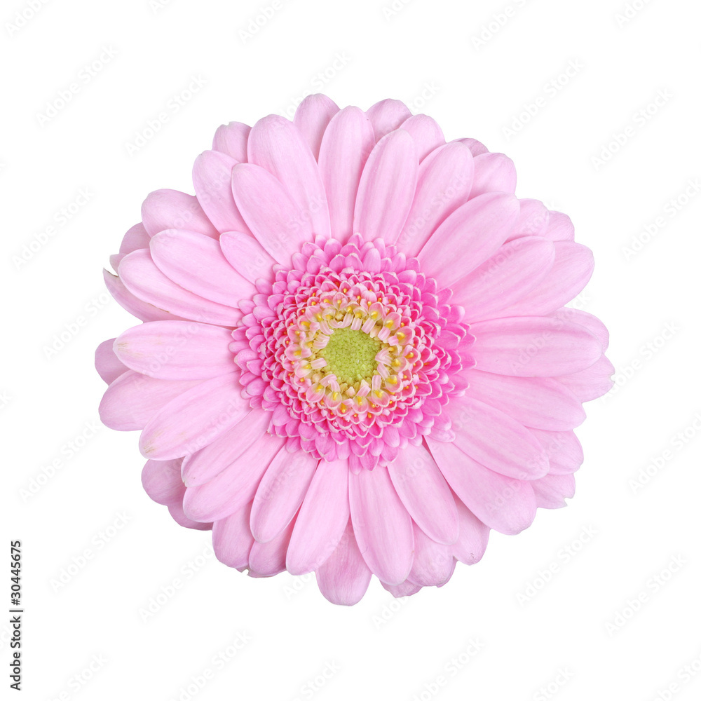Gerbera flower Gerbera flower