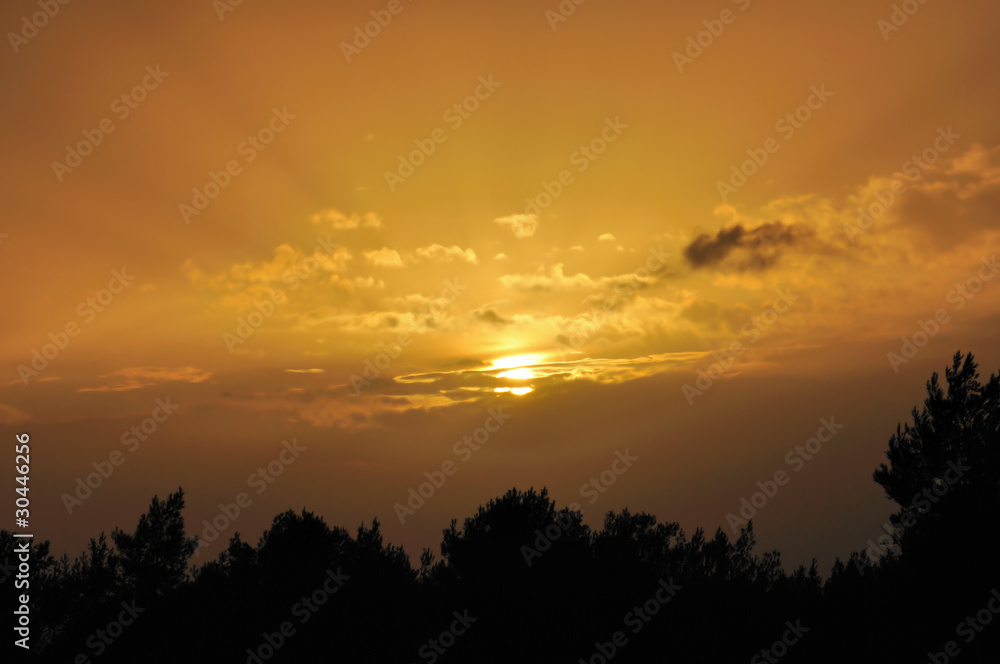 setting sun tree silhouettes