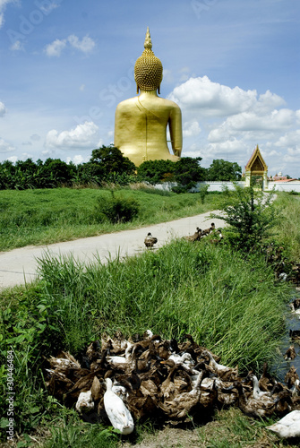 Back of Big Buddha and ducks 1. photo