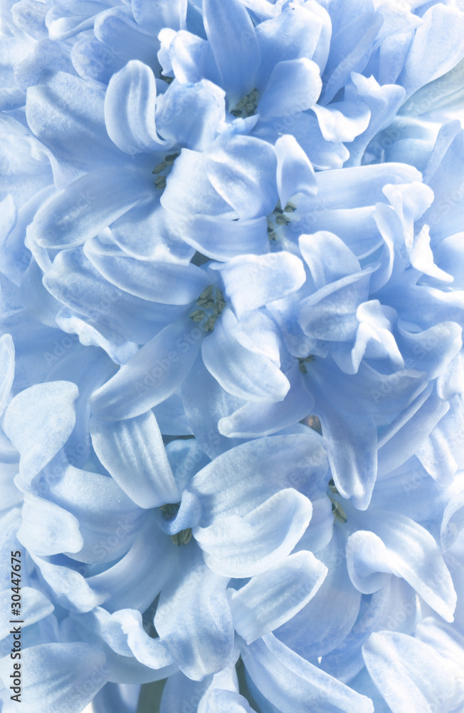 Blue hyacinth flowers as floral backgroungs Blue hyacinth flowers as floral backgroungs
