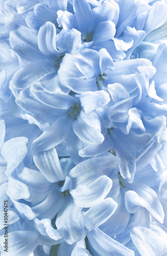 Blue hyacinth flowers as floral backgroungs