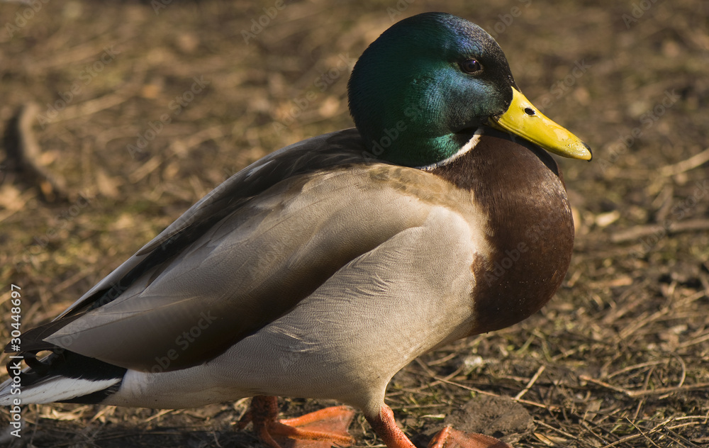 Mallard, Mallard duck - Anas platyrhynchos Mallard, Mallard duck - Anas platyrhynchos