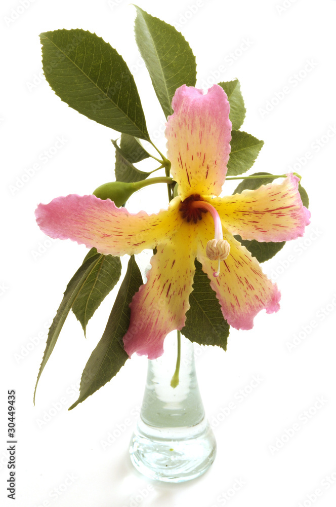 Fototapeta premium Flor Palo borracho - Ceiba speciosa