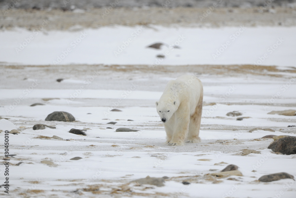 Portrait of walking polar bear. Portrait of walking polar bear.