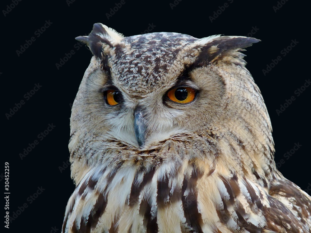 Fototapeta premium Horned Owl Isolated Portrait