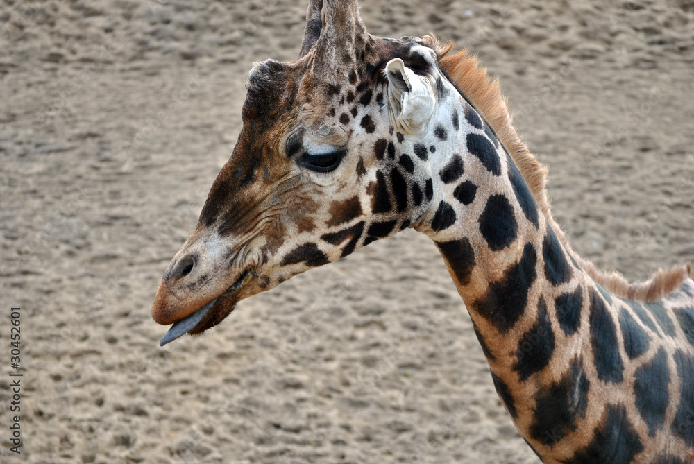 Naklejka premium rothschild giraffe with tongue out