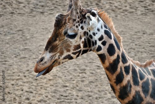 rothschild giraffe with tongue out