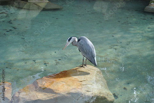 Photography great blue heron at dublin zoo ireland