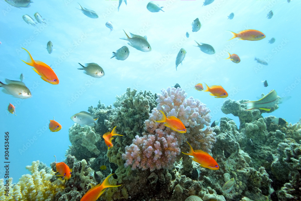Coral reef scene