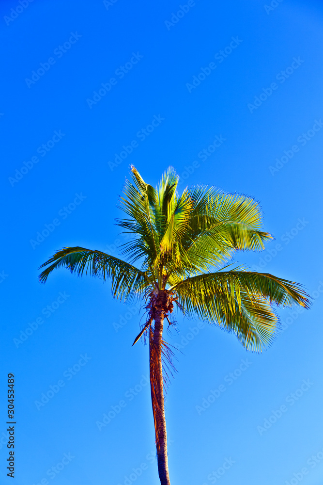 crown of palm tree