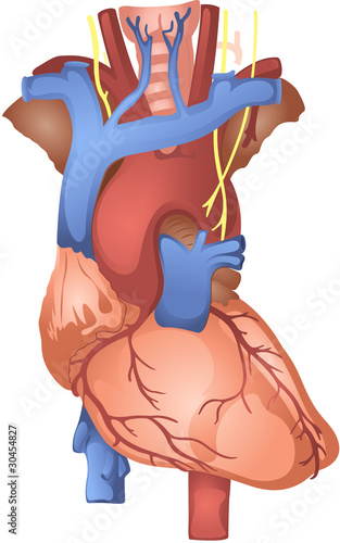 Human heart
