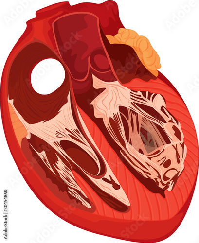 Human heart