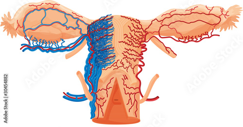 Uterus